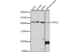 Western blot analysis of extracts of various cell lines, using PCF11 antibody (ABIN7269193) at 1:1000 dilution. (PCF11 antibody  (AA 1256-1555))