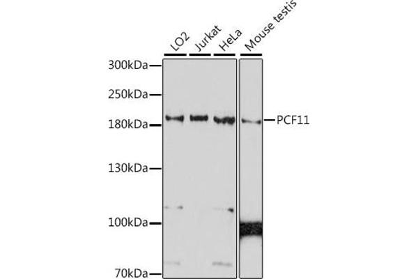 PCF11 Antikörper  (AA 1256-1555)