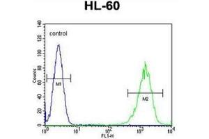 Flow cytometric analysis of HL-60 cells using LFNG Antibody (Center) Cat. (LFNG antibody  (Middle Region))