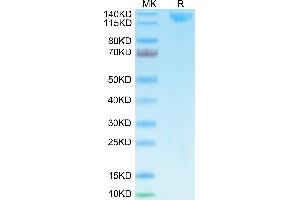 Biotinylated SARS spike S1 on Tris-Bis PAGE under reduced condition. (SARS-CoV-2 Spike S1 Protein (Fc-Avi Tag,Biotin))