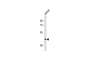 Anti-OXTR Antibody (C-term)at 1:1000 dilution + Jurkat whole cell lysates Lysates/proteins at 20 μg per lane.
