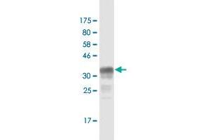 Western Blot detection against Immunogen (37. (NBL1 antibody  (AA 21-130))