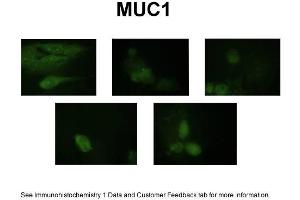NmuFG (MUC1 antibody  (C-Term))