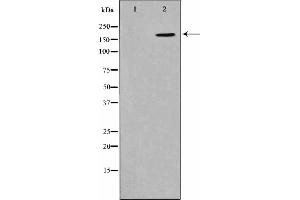 Western blot analysis on HepG2 cell lysate using Phospho-CD227/MUC1(Tyr1229) Antibody. (MUC1 antibody  (pTyr1229))