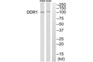 Western blot analysis of extracts from K562 cells and A549 cells, using DDR1 antibody.