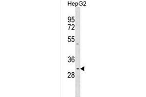 PRR23A Antibody (N-term) (ABIN1539181 and ABIN2850412) western blot analysis in HepG2 cell line lysates (35 μg/lane). (PRR23A antibody  (N-Term))