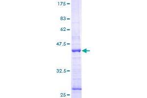 Histone H3.3 Protein (AA 1-136) (GST tag)