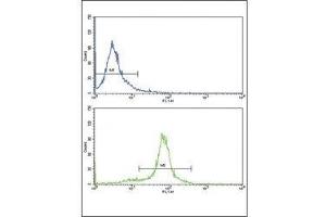 Flow cytometric analysis of HeLa cells using PAX6 antibody (bottom histogram) compared to a negative control (top histogram). (PAX6 antibody  (AA 183-210))