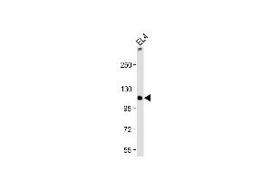 TCIRG1 antibody  (AA 668-702)