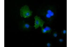 Anti-KRT19 mouse monoclonal antibody (ABIN2452318) immunofluorescent staining of COS7 cells transiently transfected by pCMV6-ENTRY KRT19 (RC209707). (Cytokeratin 19 antibody  (AA 240-390))