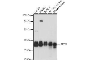 Western blot analysis of extracts of various cell lines, using LEFTY1 antibody (ABIN7268206) at 1:1000 dilution. (LEFTY1 antibody  (AA 77-366))