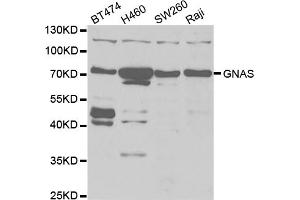 Western blot analysis of extracts of various cell lines, using GNAS antibody. (GNAS antibody)