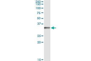 Immunoprecipitation of CD80 transfected lysate using anti-CD80 monoclonal antibody and Protein A Magnetic Bead , and immunoblotted with CD80 MaxPab rabbit polyclonal antibody. (CD80 antibody  (AA 1-288))