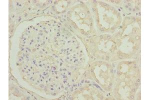 Immunohistochemistry of paraffin-embedded human kidney tissue using ABIN7162915 at dilution of 1:100 (Periostin antibody  (AA 24-836))