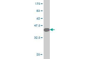CYB5A antibody  (AA 1-134)