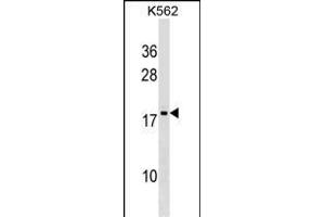 DR1 Antibody (Center) (ABIN1538651 and ABIN2849359) western blot analysis in K562 cell line lysates (35 μg/lane). (DR1 antibody  (AA 83-112))