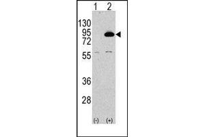 Image no. 2 for anti-Phosphoinositide 3 Kinase, p85 beta (PI3K p85b) (N-Term) antibody (ABIN360465) (PIK3R2 antibody  (N-Term))