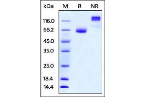 Mouse PD-L2 / B7-DC, Fc Tag on SDS-PAGE under reducing (R) and no-reducing (NR) conditions. (PDCD1LG2 Protein (AA 20-219) (Fc Tag))