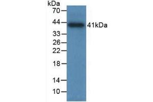 Western Blot; Sample: Recombinant TPS, Human. (TPSAB1 antibody  (AA 161-262))