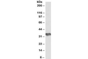 Western blot testing of human cerebellum lysate with HS3ST1 antibody at 1ug/ml. (HS3ST1 antibody)