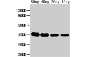 Western Blot Positive WB detected in Recombinant protein All lanes: grxD antibody at 1:2000 Secondary Goat polyclonal to rabbit IgG at 1/50000 dilution Predicted band size: 37 kDa Observed band size: 35 kDa (GrxD (AA 24-115) antibody)