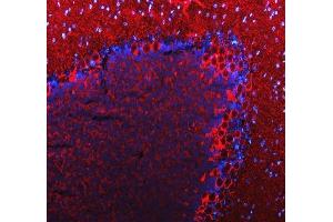 IF analysis of SLC6A1 using anti-SLC6A1 antibody (ABIN5518957). (SLC6A1 antibody  (N-Term))