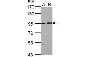 WB Image Sample (30 ug of whole cell lysate) A: HeLa B: HeLa nucleus 7. (MAML1 antibody  (N-Term))