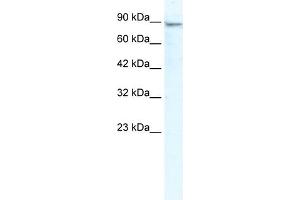 WB Suggested Anti-MCM4 Antibody Titration:  2.