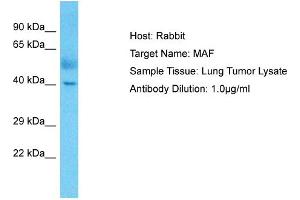 Host: Rabbit Target Name: MAF Sample Type: Lung Tumor lysates Antibody Dilution: 1. (MAF antibody  (C-Term))