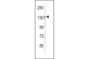 ZN Antibody (N-term) (ABIN654806 and ABIN2844480) western blot analysis in  cell line lysates (35 μg/lane). (ZNF536 antibody  (N-Term))