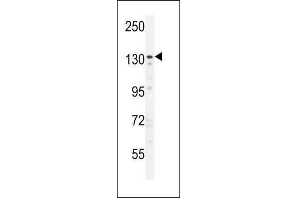 ZNF536 antibody  (N-Term)