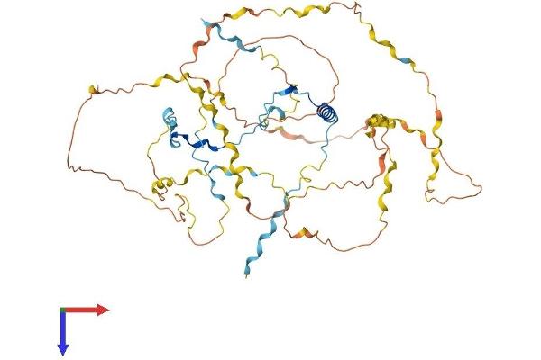 WIPF1 Protein (AA 1-503) (His tag)