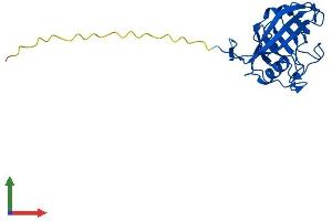 AlphaFold protein structure predicition of Mouse Recombinant Ppic Protein, UniprotID P30412 (PPIC Protein (AA 1-212) (His tag))