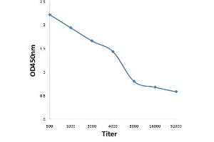 Antigen: 0. (SPP2 antibody  (AA 55-160))