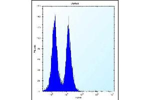 ICOS Antibody (C-term) (ABIN390089 and ABIN2840606) flow cytometric analysis of Jurkat cells (right histogram) compared to a negative control cell (left histogram).