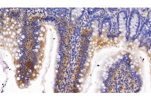 Detection of CYP1A1 in Rat Colon Tissue using Polyclonal Antibody to Cytochrome P450 1A1 (CYP1A1) (CYP1A1 antibody  (AA 251-521))