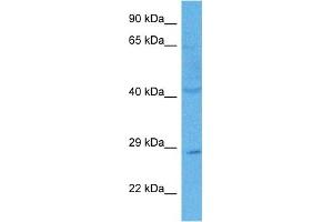 Host:  Rabbit  Target Name:  C21ORF58  Sample Tissue:  Human PANC1 Whole Cell lysates  Antibody Dilution:  1ug/ml