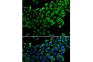 Immunofluorescence analysis of A-549 cells using SYNCRIP Polyclonal Antibody (SYNCRIP antibody)