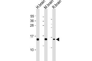 All lanes : Anti-NRGN Antibody (C-term) at 1:2000 dilution Lane 1: human brain lysates Lane 2: mouse brain lysates Lane 3: rat brain lysates Lysates/proteins at 20 μg per lane. (Neurogranin antibody  (C-Term))