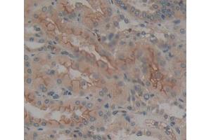 Immunohistochemistry (IHC) image for anti-Protein tyrosine Phosphatase, Receptor Type, E (PTPRE) (AA 346-500) antibody (ABIN5014199)
