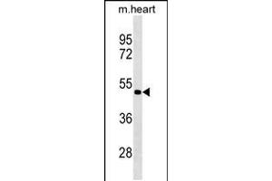 Western blot analysis in mouse heart tissue lysates (35ug/lane). (PCOLCE2 antibody  (AA 201-230))