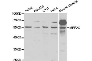 Western blot analysis of extracts of various cell lines, using MEF2C antibody. (MEF2C antibody)
