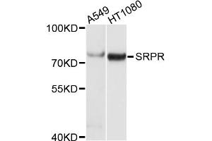 Western blot analysis of extracts of various cell lines, using SRPR antibody. (SRPR antibody)