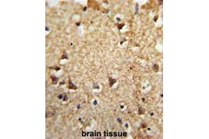 Formalin-fixed and paraffin-embedded human brain tissue reacted with EIF2A Antibody (Center), which was peroxidase-conjugated to the secondary antibody, followed by DAB staining. (EIF2A antibody  (Middle Region))
