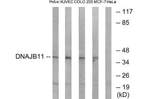 Western blot analysis of extracts from HeLa cells, HUVEC cells, COLO cells and MCF-7 cells, using DNAJB11 antibody. (DNAJB11 antibody  (Internal Region))