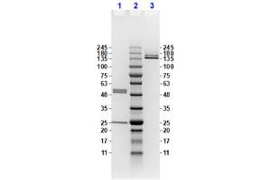 Coomassie stained SDS-PAGE results using Anti-Feimin pT112 (Mouse) Monoclonal Antibody (clone ​​20B12. (Feimin (pThr112) antibody)