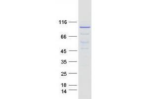 Validation with Western Blot (MCM7 Protein (Transcript Variant 1) (Myc-DYKDDDDK Tag))