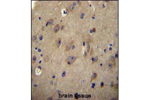 CNRP1 Antibody (Center) (ABIN656608 and ABIN2845865) immunohistochemistry analysis in formalin fixed and paraffin embedded human brain tissue followed by peroxidase conjugation of the secondary antibody and DAB staining. (Cnrip1 antibody  (AA 76-104))