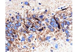 Immunohistochemical staining on a rat brain section for Syntaxin 6. (Syntaxin 6 antibody  (AA 6-136))