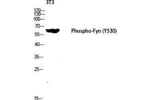 Western Blot (WB) analysis of 3T3 lysis using Phospho-Fyn (Y530) antibody. (FYN antibody  (pTyr530))